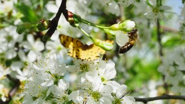 Papillon Abeille Sur Une Branche Arbre Fruitier Dans Forêt — Video
