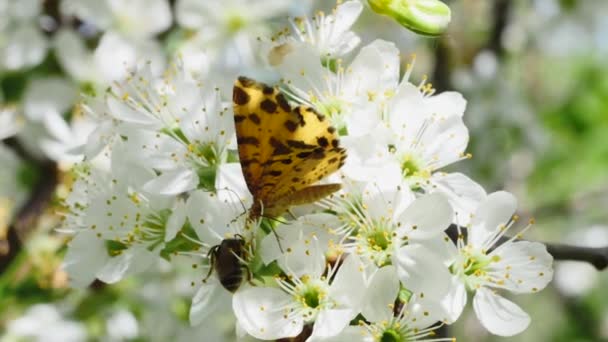 Πεταλούδα Και Μέλισσα Κλαδί Οπωροφόρου Δένδρου Κοντινό Πλάνο — Αρχείο Βίντεο