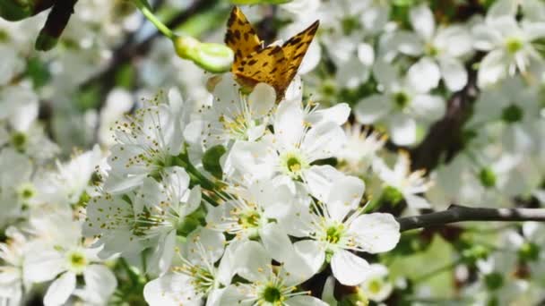 Πεταλούδα Και Μέλισσα Ένα Κλαδί Οπωροφόρου Δένδρου Γεμάτο Λουλούδια Στον — Αρχείο Βίντεο