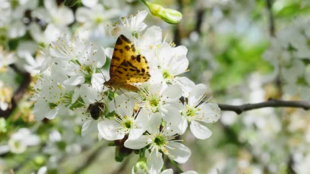 Πεταλούδα Και Μέλισσα Κλαδί Οπωροφόρου Δένδρου — Αρχείο Βίντεο