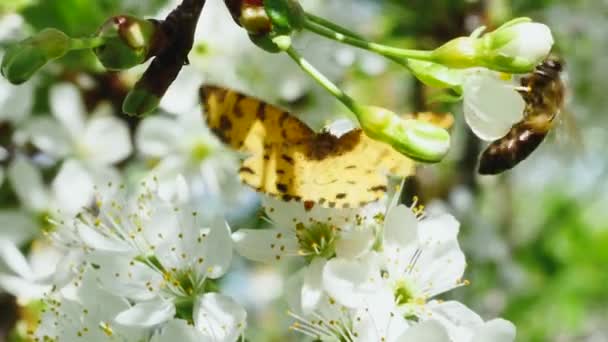 Πεταλούδα Και Μέλισσα Κλαδί Οπωροφόρου Δένδρου Στον Κήπο — Αρχείο Βίντεο