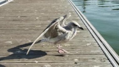  Bir martı limandaki bir rıhtımda diğer martıları kovalıyor.