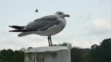  Tahta bir direkte dinlenen bir martıya yakın plan, yan görüş.