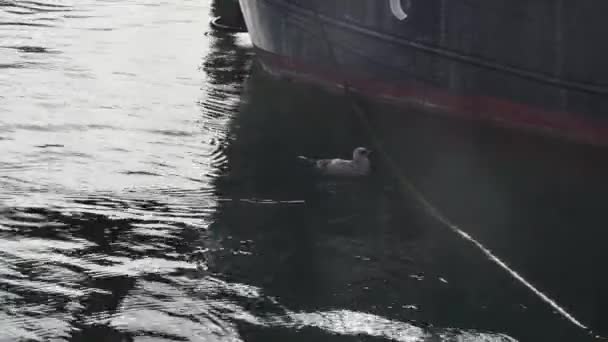 Молодий Чайка Плаває Біля Причаленого Корабля Порту — стокове відео