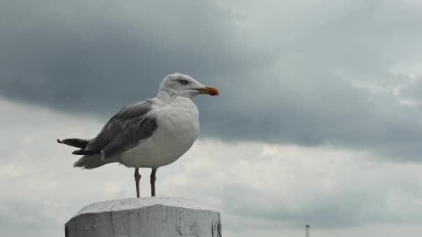 海鸥的特写 停在空中的木制柱子上 俯瞰前方 — 图库视频影像