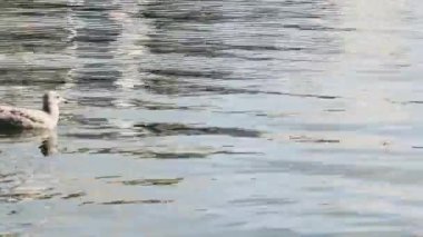 Sakin bir denizde yüzen genç bir martının yan görüntüsü.