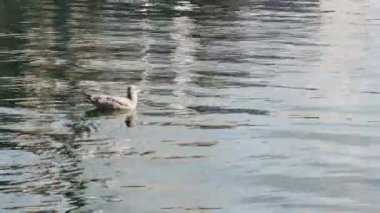  Genç martılar denizde yüzüyor, yan manzara.