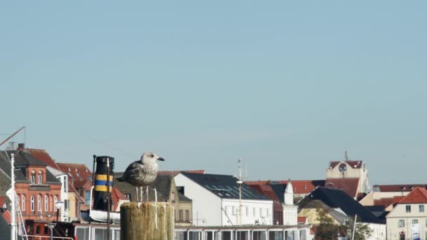 房屋屋顶背景下的木制柱子上的一只年轻海鸥的前视图 — 图库视频影像
