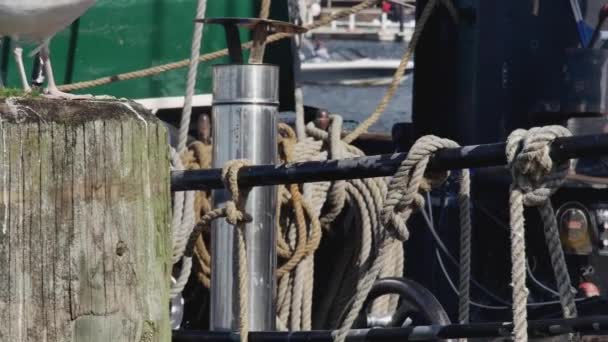 Mewa Morska Spoczywająca Drewnianym Słupie Tle Lin Okrętowych Porcie — Wideo stockowe