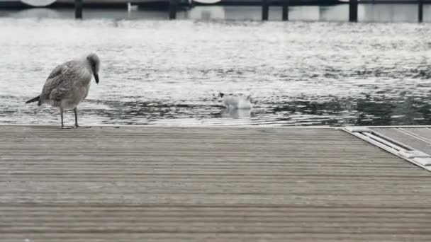 在港口急流的背景下 年轻的海鸥在码头上 — 图库视频影像