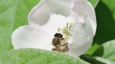 Bal arısı ayva çiçeğine doğru uçar ve bahçede nektar toplar.