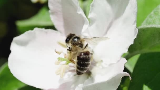 Pszczoła Miodna Lesie Zbiera Nektar Odlatuje Kwiatu Pigwy Widok Tyłu — Wideo stockowe