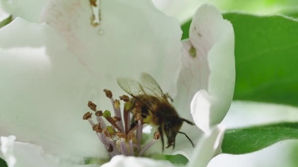 Pszczoła Miodna Zbiera Nektar Odlatuje Dużego Kwiatu Pigwy — Wideo stockowe
