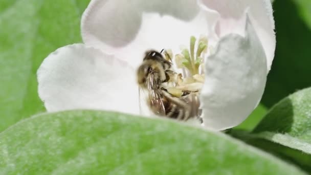 Miel Abeja Recoge Néctar Jardín Una Flor Membrillo — Vídeo de stock