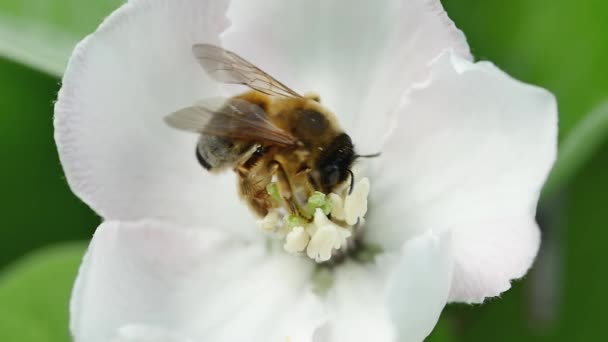 Une Abeille Collectionne Nectar Envole Une Fleur Coing Vue Côté — Video