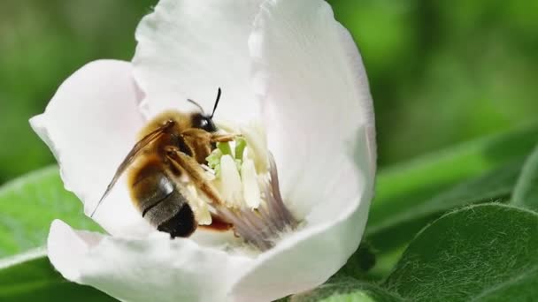 Pszczoła Miodna Zbiera Nektar Odlatuje Kwiatu Pigwy — Wideo stockowe