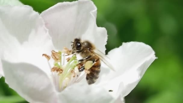 Pszczoła Miodna Odlatuje Kwiatu Pigwy — Wideo stockowe