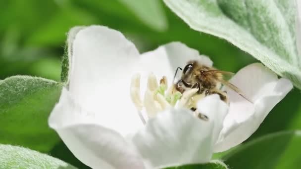 Méh Elrepül Egy Birsalmavirágtól Erdőben — Stock videók