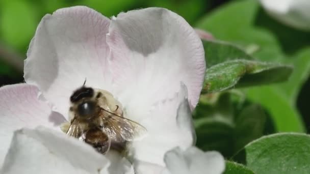 Honingbij Verzamelt Nectar Vliegt Weg Van Een Kweepeer Bloem Achteraanzicht — Stockvideo