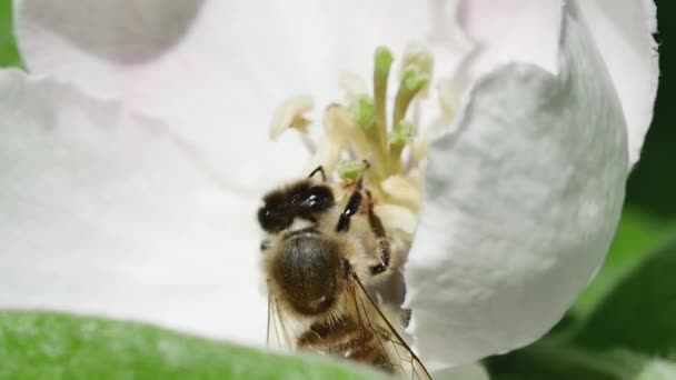 Honigbiene Sammelt Nektar Garten Einer Quittenblüte Rückansicht Nahaufnahme — Stockvideo