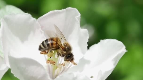Méz Méh Egy Birsalma Virág Gyűjtése Nektár Kertben Homályos Háttér — Stock videók