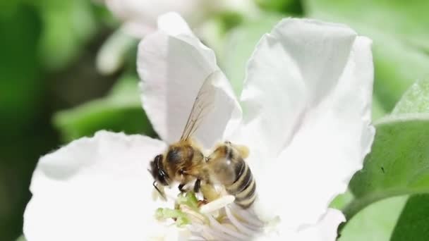 Widok Tyłu Pszczoły Miodnej Zbierającej Nektar Kwiat Pigwy Lesie — Wideo stockowe