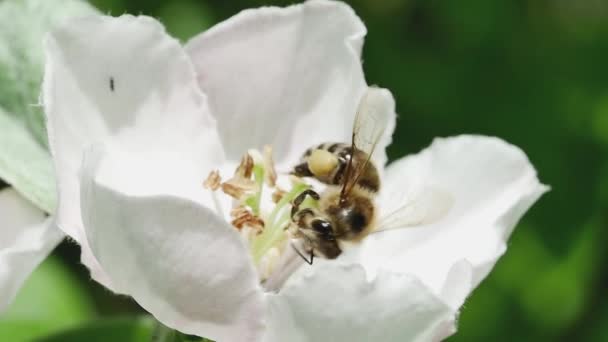 Honingbij Een Kweepeer Bloem Verzamelen Nectar Een Wazige Achtergrond — Stockvideo