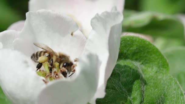 Lebah Madu Bunga Quince Mengumpulkan Nektar Hutan Dengan Latar Belakang — Stok Video