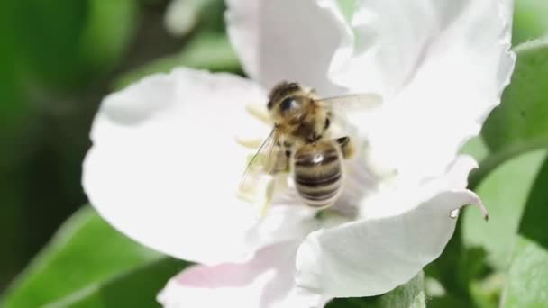 Widok Tyłu Pszczoły Miodnej Kwiat Pigwy Zbieranie Necta — Wideo stockowe