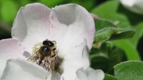 Méz Méh Erdőben Gyűjti Nektár Repül Egy Birsalma Virág Hátsó — Stock videók