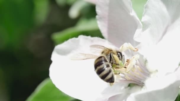 Widok Tyłu Pszczoły Miodnej Zbierającej Nektar Kwiat Pigwy Odlatującej Tego — Wideo stockowe