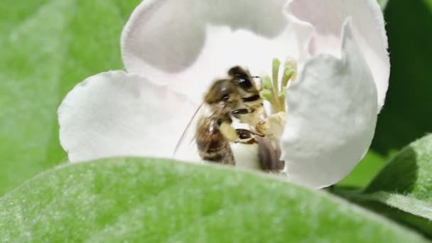 Widok Boczny Pszczoły Miodnej Zbierającej Nektar Kwiat Pigwy Ogrodzie — Wideo stockowe