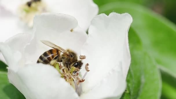 넥타르를 꿀벌의 — 비디오