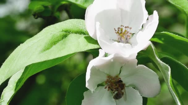 Dwa Kwitnące Kwiaty Pigwy Lesie Pszczoła Zbierająca Nektar Dolnym Kwiecie — Wideo stockowe