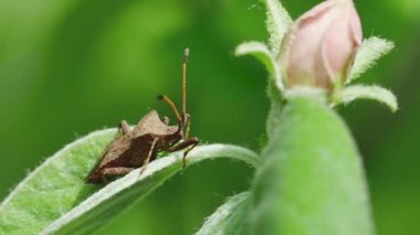  Orman kahverengi böceği rüzgardan sallanıyor bulanık bir arkaplanda patlamamış bir ayva çiçeğinin yanında