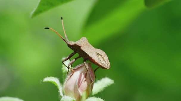 Insecte Brun Forestier Sur Une Fleur Coing Impétueuse Balançant Vent — Video