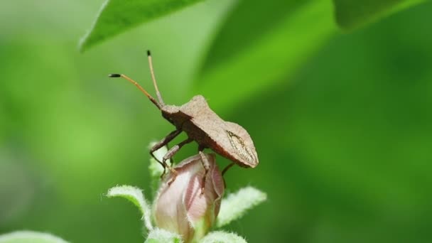 Insecte Brun Forestier Sur Une Fleur Coing Impétueuse Balançant Dans — Video