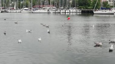 Flensburg, Almanya - 29 Temmuz 2023. Yüzen martılarla dolu liman manzarası ve birçok demirlemiş yatı olan zıt kıyılar.