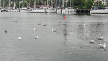  Flensburg, Almanya - 29 Temmuz 2023. Yüzen martılarla dolu limanı ve ağır çekimde demirli yatlarla zıt kıyıları görüyorum.