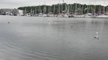 Flensburg, Almanya - 29 Temmuz 2023. Bir yaz günü, yüzen martılarla dolu bir liman ve demirli yatlarla karşı kıyıya bakan bir manzara