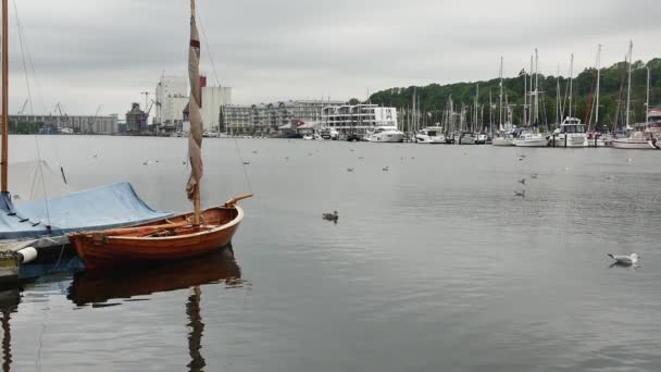 Flensburg Duitsland Juli 2023 Zicht Haven Vol Met Zwemmeeuwen Overkant — Stockvideo
