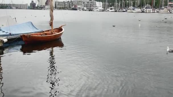 德国弗伦斯堡 2023年7月29日 港口充满了游泳的海鸥 而对面的夏季海岸则有停泊着游艇 — 图库视频影像
