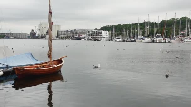 Flensburg Germany July 2023 View Harbor Full Swimming Seagulls Shore — Stockvideo