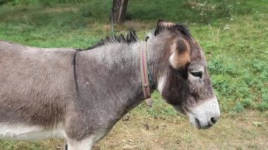 Açıklıktaki bir ağaca bağlanmış bir eşeğin yan görüntüsü.