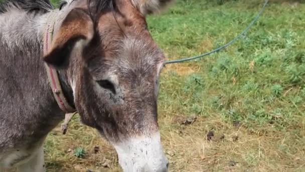 gros plan de la tête d'un âne attaché à un arbre dans une clairière