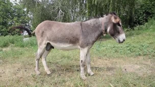 Side View Donkey Tied Tree Clearing — Stockvideo
