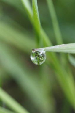 Çimlerin ucundaki bir çiy damlası açıklıkta, yakın planda.