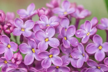  Yağmur damlalı leylak çiçekleri, makro.