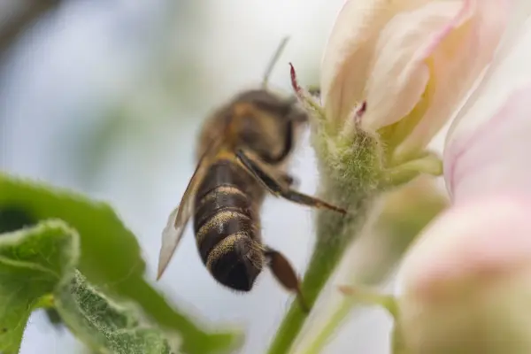 Bir arının elma ağacına tutunuşunun dikiz görüntüsü, yakın plan.