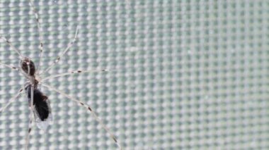 Long-legged harvest spider on the window eats a fly, close-up